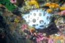 Nemo Diving