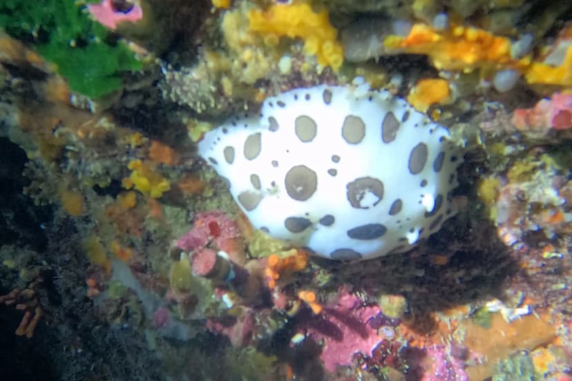 Nemo Diving 1