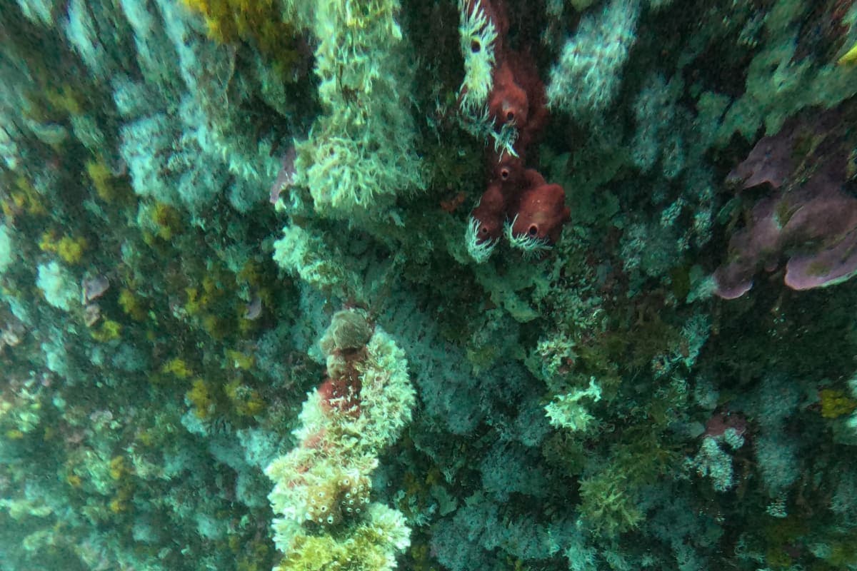 Pack Exploration M'diq — 4 Plongées Méditerranée