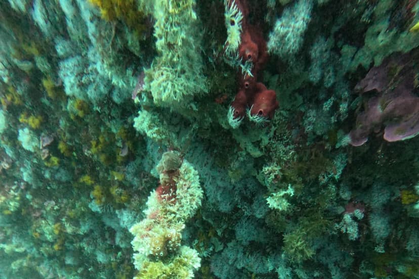 Nemo Diving 3