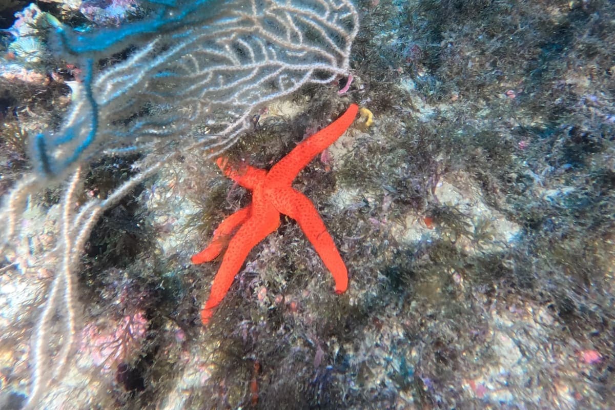 Pass Explorateur Pro M'diq — 10 Plongées Méditerranée 3
